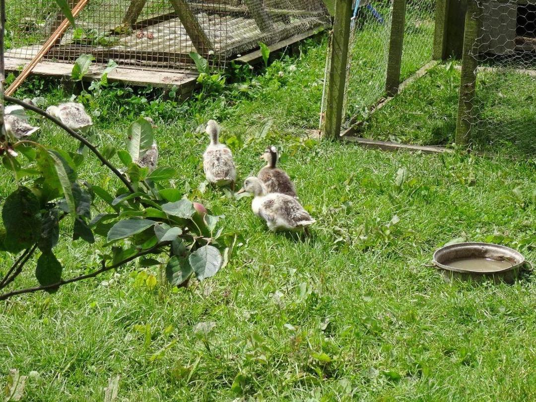 Badger Cottage Mawgan エクステリア 写真